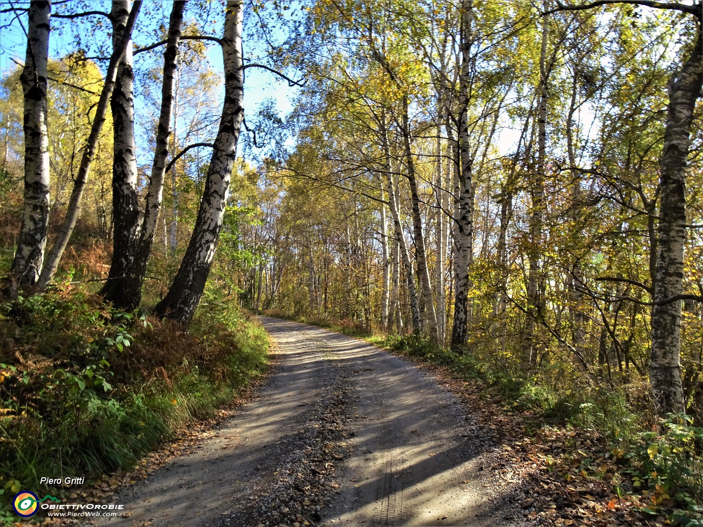 16 Betulle colorate d'autunno.JPG